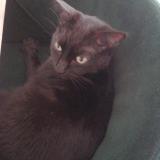 Photo de chat trouvé à Tournon Sur Rhone