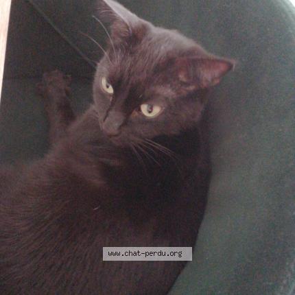 Photo 1/1 Chat retrouvé Trouvé à Tournon sur rhone