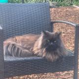 Photo de chat retrouvé à Berlin