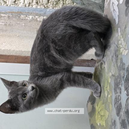 Photo 1/1 Duman Chat perdu à Drancy