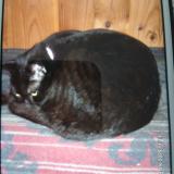 Photo de chat perdu à Blet