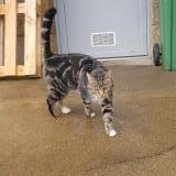 Photo de chat trouvé à Rieux