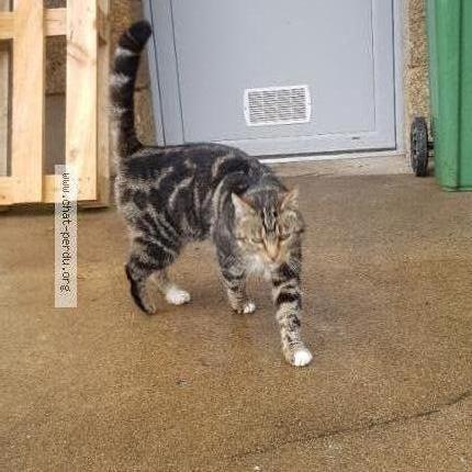 Photo de chat trouvé à Rieux