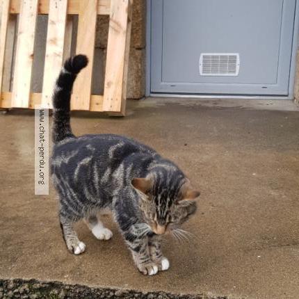 Photo 2/3 Chat retrouvé Trouvé à Rieux