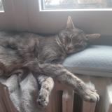 Photo de chat perdu à Clermont Ferrand