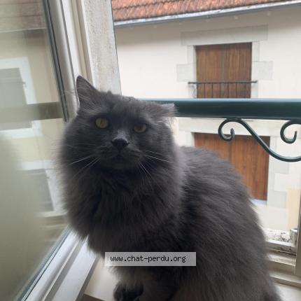 Photo 1/1 Chat retrouvé Perdu à Saulcet