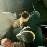 Photo de chat perdu à Clermont Ferrand