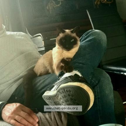 Photo 1/1 Chat retrouvé Perdu à Clermont ferrand
