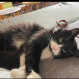 Photo de chat perdu à Saint Andre De Seignanx