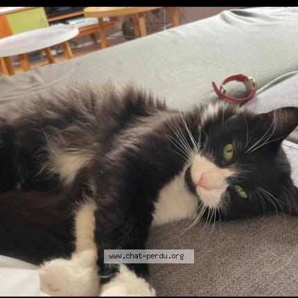 Photo 1/1 Chat retrouvé Perdu à Saint Andre De Seignanx