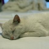 Photo de chat perdu à Pecrot