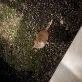 Photo de chat trouvé à Saint Lothain