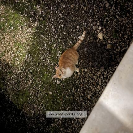 Photo 1/1 Chat trouvé Trouvé à Saint lothain