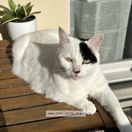 Photo 1/1 PIRATE Chat perdu à Savignyle temple