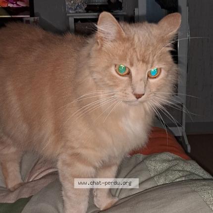 Photo 1/1 Tic Chat perdu à Domerat