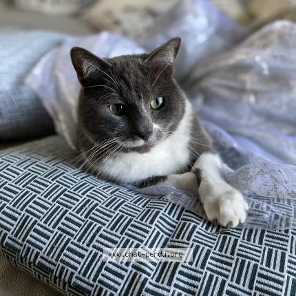 Photo 1/1 Chet Chat perdu à Villejust