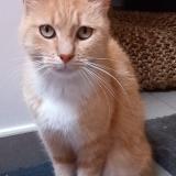 Photo de chat perdu à Ougree Seraing