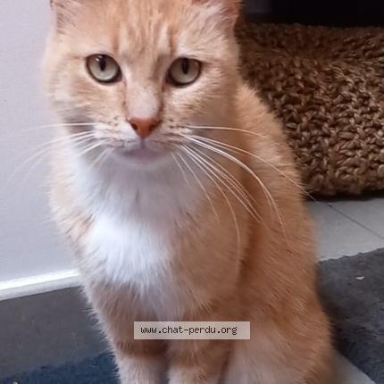 Photo 1/1 ANNA Chat perdu à Ougree seraing