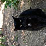 Photo de chat trouvé à Mandelieu La Napoule