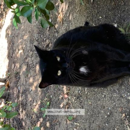 Photo 1/1 Chat trouvé Trouvé à Mandelieu la napoule