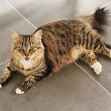 Photo de chat perdu à Montjoyer