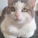 Photo de chat perdu à Stains