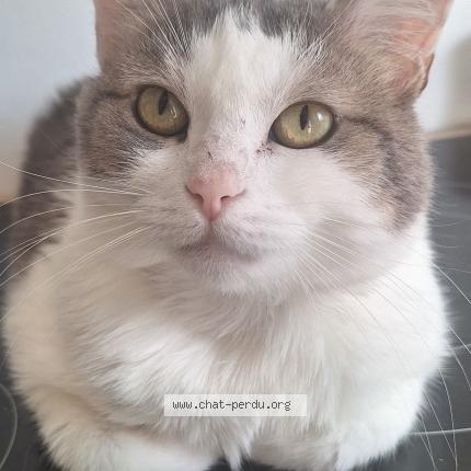 Photo 1/1 Lorline Chat perdu à Stains