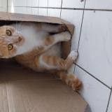 Photo de chat perdu à Gonfreville L Orcher