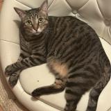 Photo de chat perdu à Le Pecq