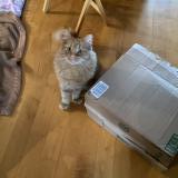 Photo de chat perdu à Laval