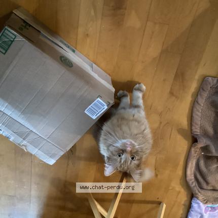 Photo 1/1 Bouboul Chat perdu à Laval