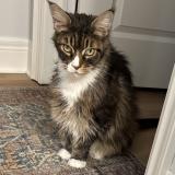 Photo de chat perdu à Fenwick