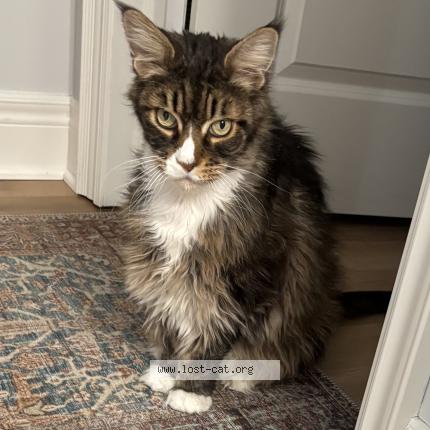 Photo 1/1 Killer Chat perdu à Fenwick