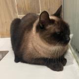 Photo de chat trouvé à Lyon