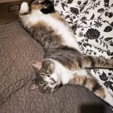 Photo de chat perdu à Bully