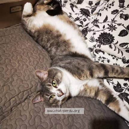 Photo 1/1 Gandalf Chat perdu à Bully
