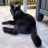 Photo de chat perdu à Esclassan Labastide