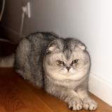 Photo de chat perdu à Sarcelles