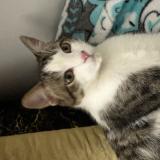 Photo de chat trouvé à Nantes