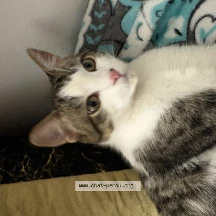 Photo 1/1 Chat trouvé Trouvé à Nantes