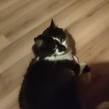 Photo de chat perdu à La Chaux De Fonds