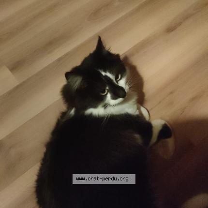 Photo 1/1 Ron Chat perdu à La chaux de fonds