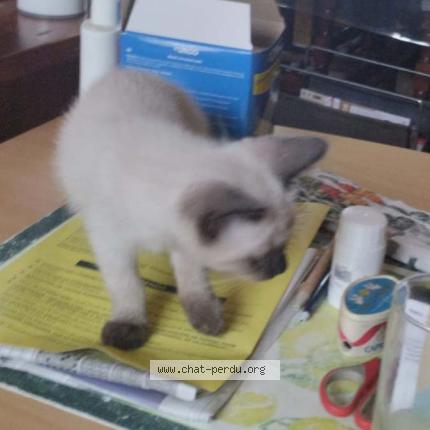 Photo 1/1 Chat retrouvé Perdu à Saleilles