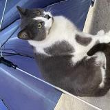 Photo de chat perdu à Pantin