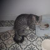 Photo de chat perdu à Obernai