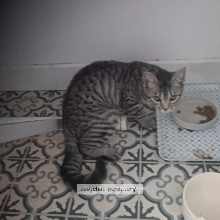 Photo 1/1 Titine Chat perdu à Obernai