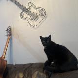 Photo de chat perdu à Austin