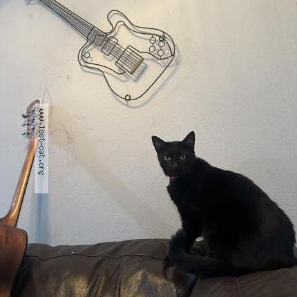 Photo 1/1 Margot Chat perdu à Austin