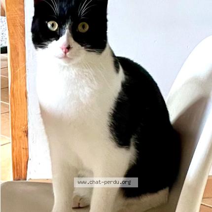 Photo 1/1 Madeleine AVANTIN Chat perdu à Chein dessus