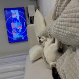 Photo de chat perdu à Feugarolles